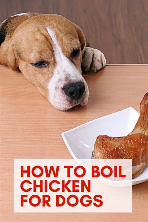 How To Boil Chicken For Dogs? Discover The Best Method ...